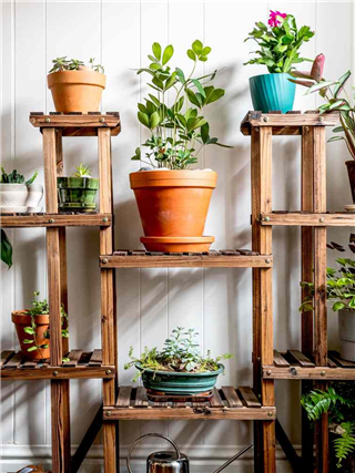 रोज पाणी नाही घातले तरी वाढतात अशी ५ इनडोअर प्लांट - Marathi News | रोज पाणी नाही घातले तरी वाढतात अशी ५ इनडोअर प्लांट | Latest Photos at Lokmat.com रोज पाणी नाही घातले तरी वाढतात अशी ५ इनडोअर प्लांट - Marathi News | रोज पाणी नाही घातले तरी वाढतात अशी ५ इनडोअर प्लांट | Latest Photos at Lokmat.com