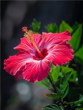 केसांच्या 'या' ५ समस्या कमी करण्यासाठी जास्वंद वापरा - Marathi News | केसांच्या 'या' ५ समस्या कमी करण्यासाठी जास्वंद वापरा | Latest Photos at Lokmat.com