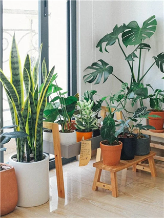 हॉलमध्ये 'कॉर्नर पीस' म्हणून ठेवता येण्यासारखी ५ सुंदर रोपं - Marathi News | हॉलमध्ये 'कॉर्नर पीस' म्हणून ठेवता येण्यासारखी ५ सुंदर रोपं | Latest Photos at Lokmat.com हॉलमध्ये 'कॉर्नर पीस' म्हणून ठेवता येण्यासारखी ५ सुंदर रोपं - Marathi News | हॉलमध्ये 'कॉर्नर पीस' म्हणून ठेवता येण्यासारखी ५ सुंदर रोपं | Latest Photos at Lokmat.com